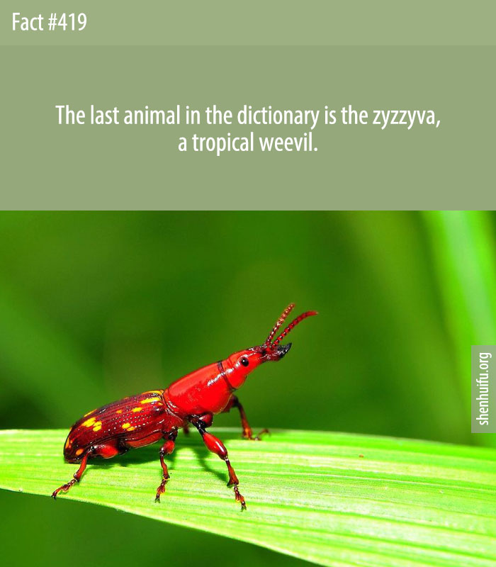 The last animal in the dictionary is the zyzzyva, a tropical weevil.