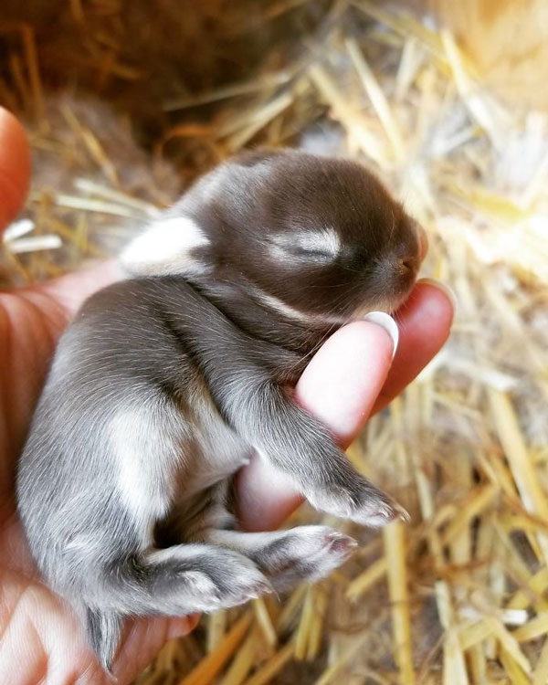 20 Handfulls Of Cute Baby Bunnies That Will Melt Your