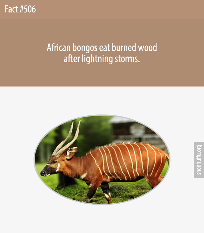 African bongos eat burned wood after lightning storms.