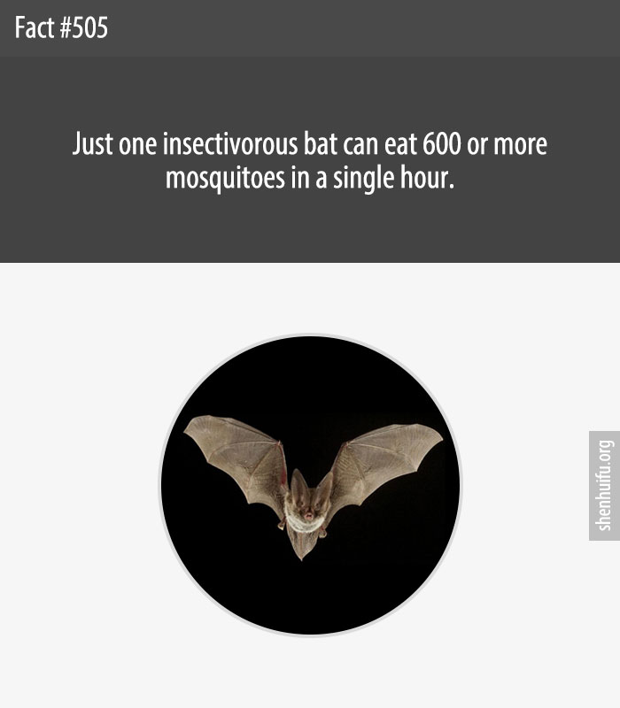 Just one insectivorous bat can eat 600 or more mosquitoes in a single hour.