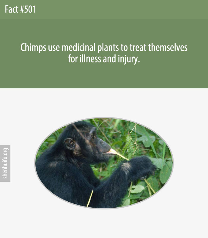 Chimps use medicinal plants to treat themselves for illness and injury.