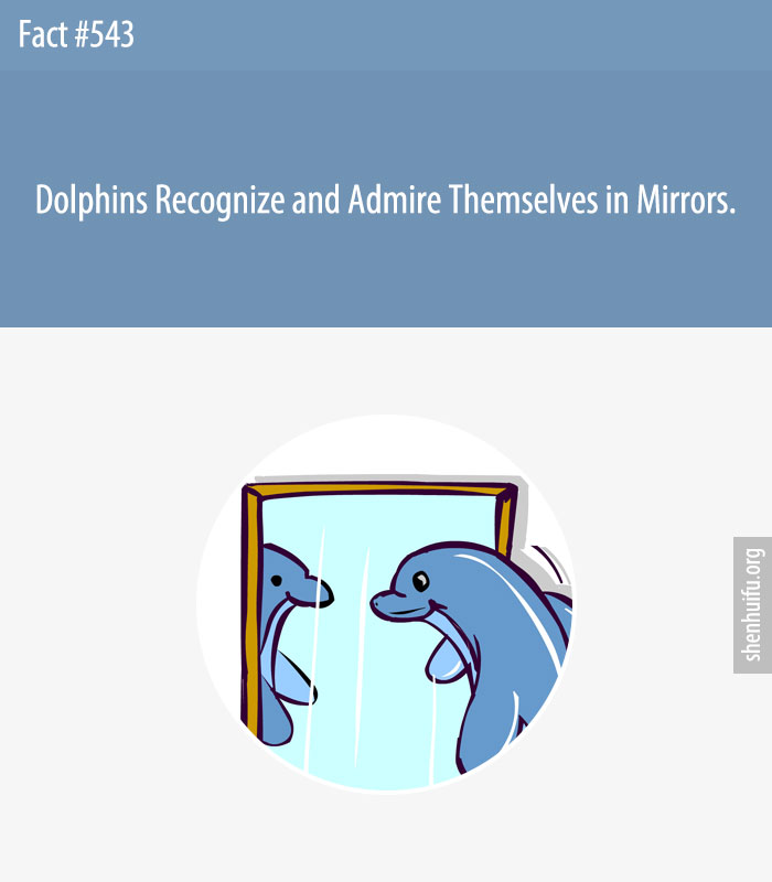 Dolphins Recognize and Admire Themselves in Mirrors.