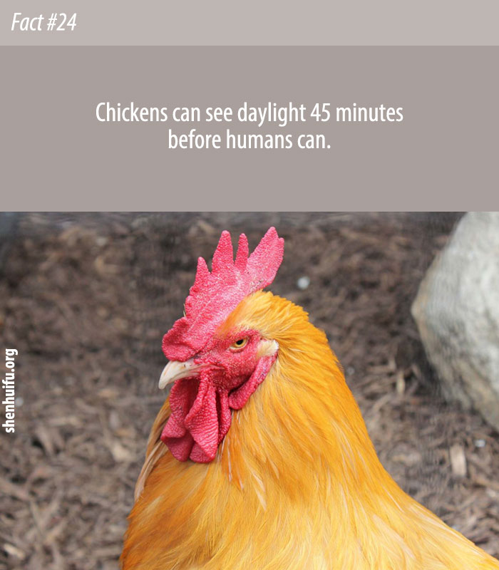Because of their sensitivity to infrared light, chickens see daylight about 45 minutes before humans do.