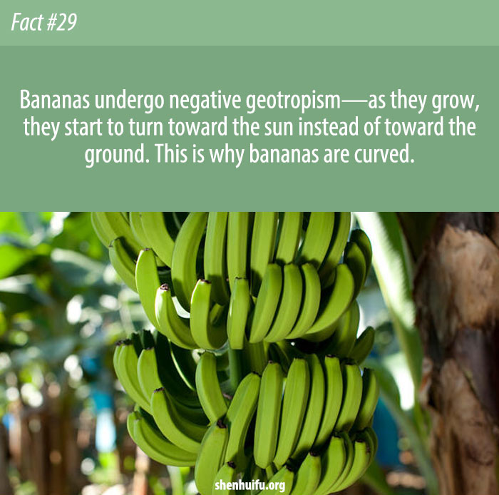 Bananas are curved because they grow towards the sun.