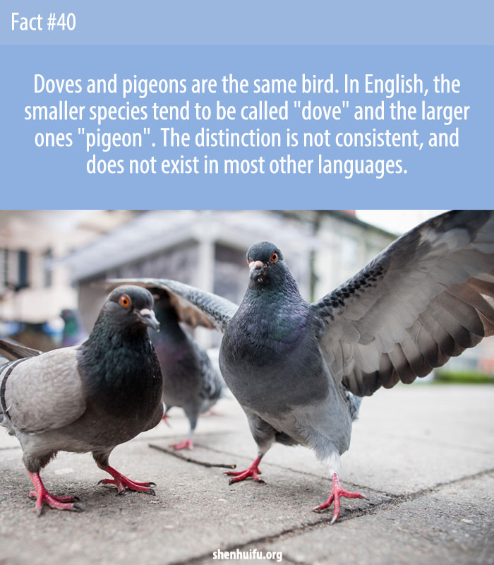 Doves and pigeons are the same bird. In English, the smaller species tend to be called 