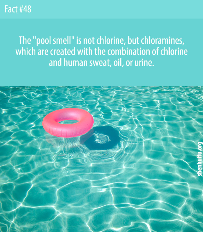 Pool smell is due, not to chlorine, but to chloramines, chemical compounds that build up in pool water when it is improperly treated.