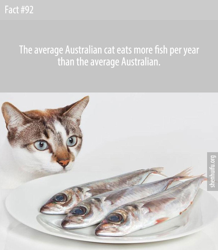 The average Australian cat eats more fish per year than the average Australian.