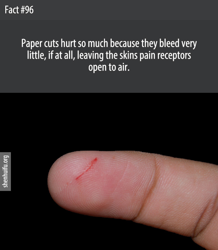 Paper cuts hurt so much because they bleed very little, if at all, leaving the skins pain receptors open to air.
