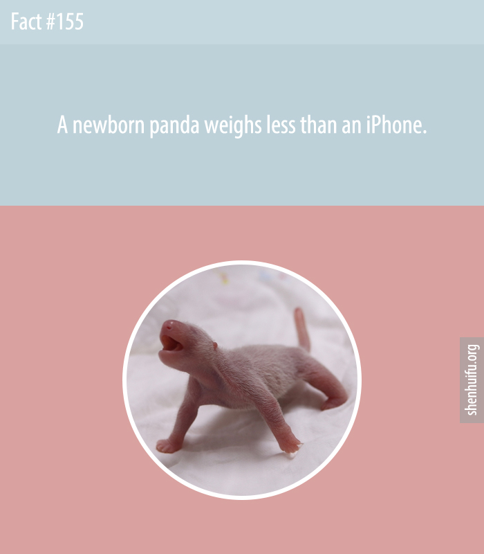 A newborn panda weighs less than an iPhone.