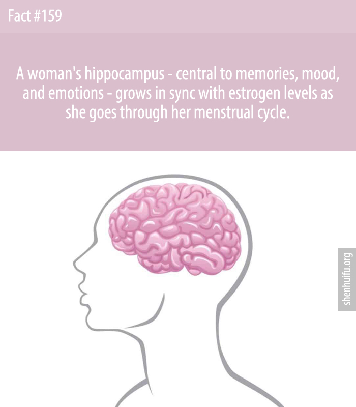 A woman's hippocampus - central to memories, mood, and emotions - grows in sync with estrogen levels as she goes through her menstrual cycle.