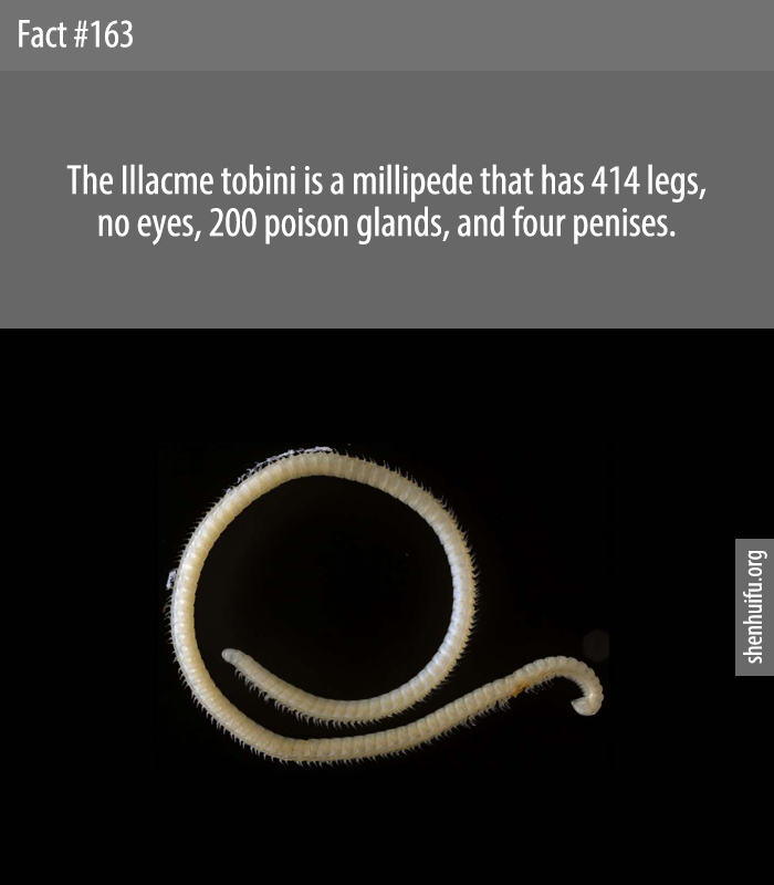 The Illacme tobini is a millipede that has 414 legs, no eyes, 200 poison glands, and four penises.