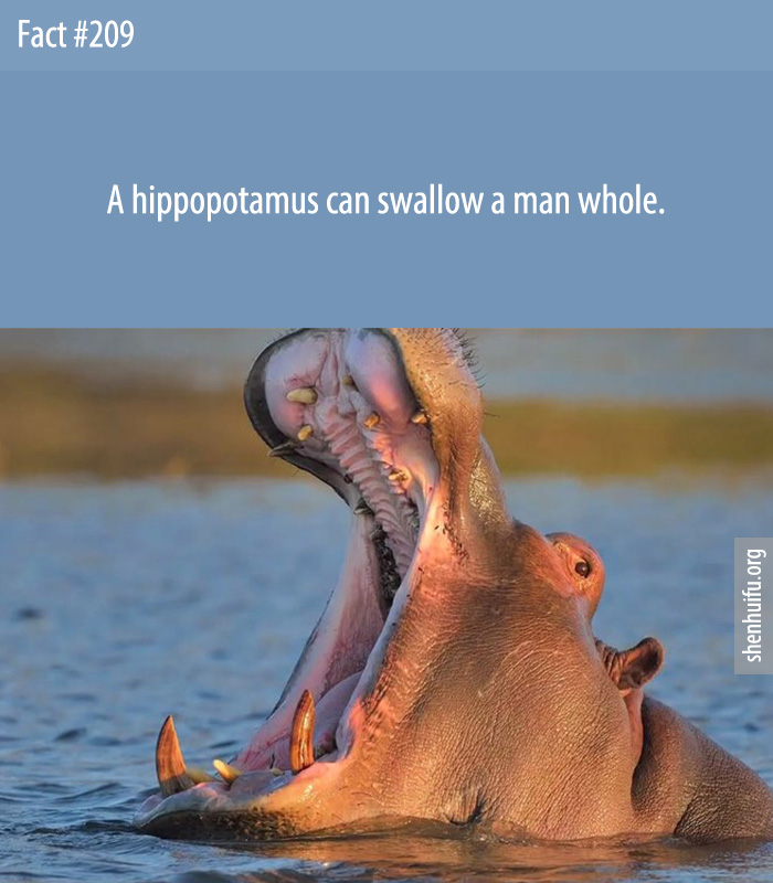 A hippopotamus can swallow a man whole.