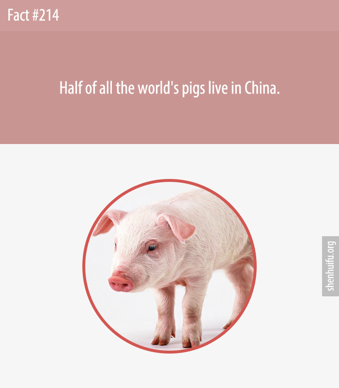 Half of all the world's pigs live in China.