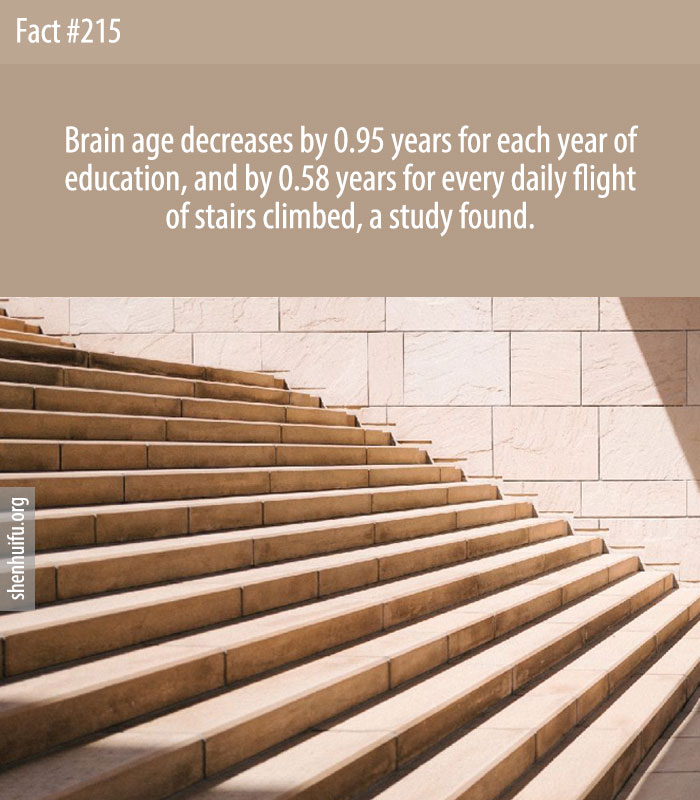 Brain age decreases by 0.95 years for each year of education, and by 0.58 years for every daily flight of stairs climbed, a study found.