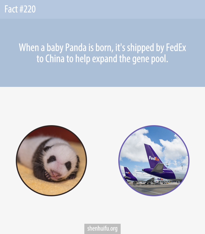 When a baby Panda is born, it's shipped by FedEx to China to help expand the gene pool.
