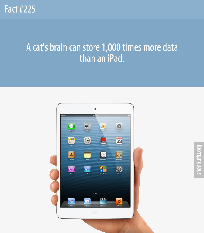 A cat's brain can store 1,000 times more data than an iPad.