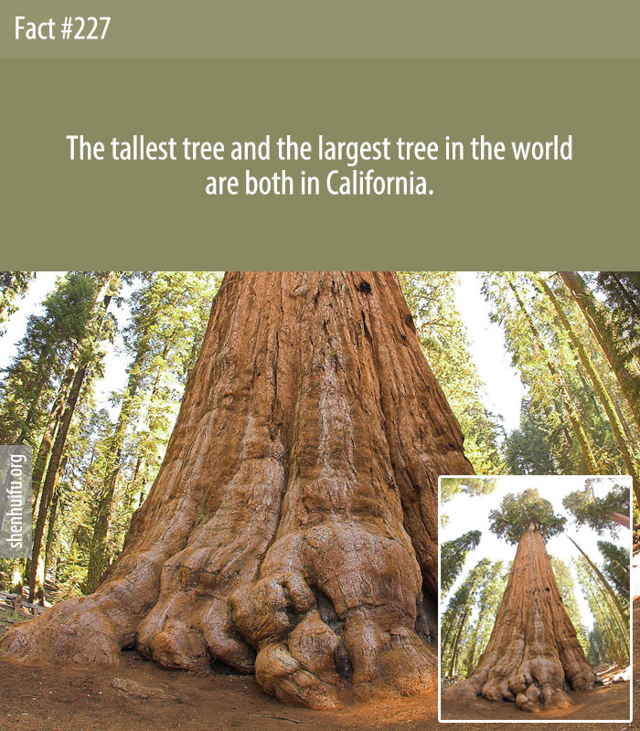 The tallest tree and the largest tree in the world are both in California.