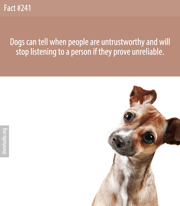 Dogs can tell when people are untrustworthy and will stop listening to a person if they prove unreliable.