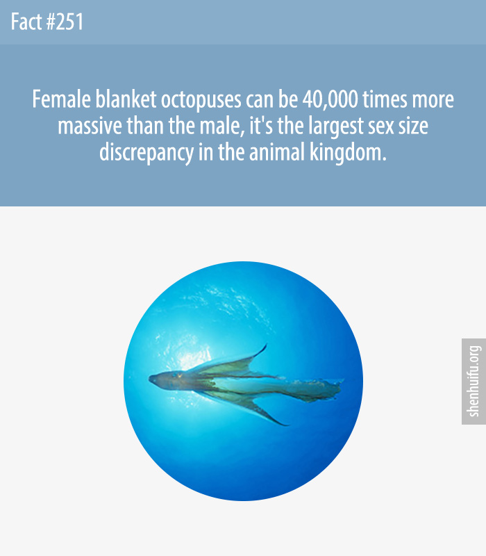 Female blanket octopuses can be 40,000 times more massive than the male, it's the largest sex size discrepancy in the animal kingdom.