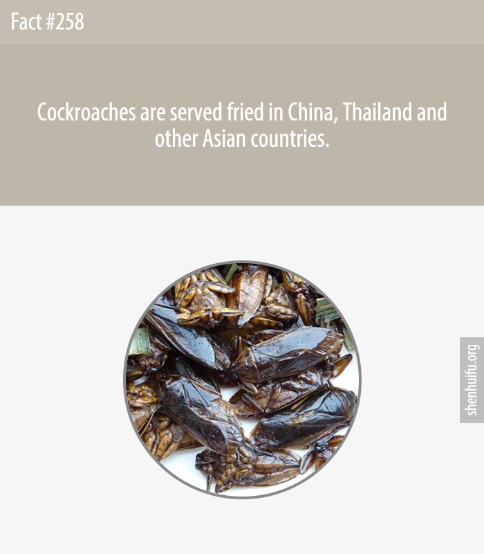 Cockroaches are served fried in China, Thailand and other Asian countries.