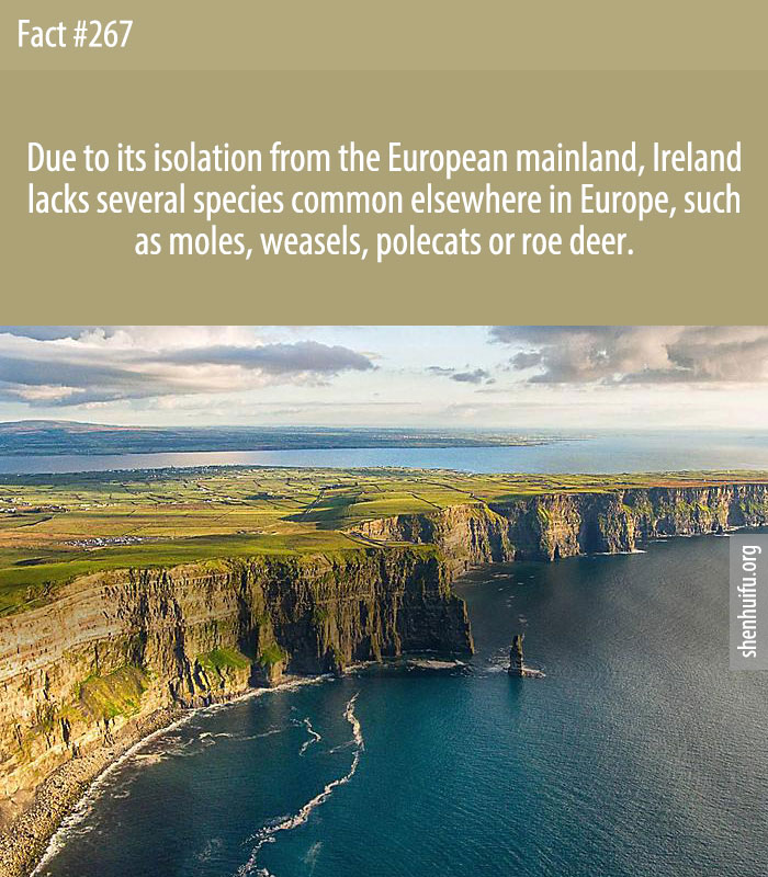 Due to its isolation from the European mainland, Ireland lacks several species common elsewhere in Europe, such as moles, weasels, polecats or roe deer.
