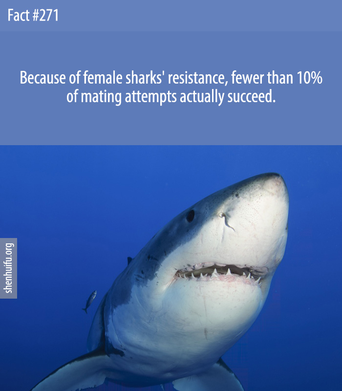 Because of female sharks' resistance, fewer than 10% of mating attempts actually succeed.