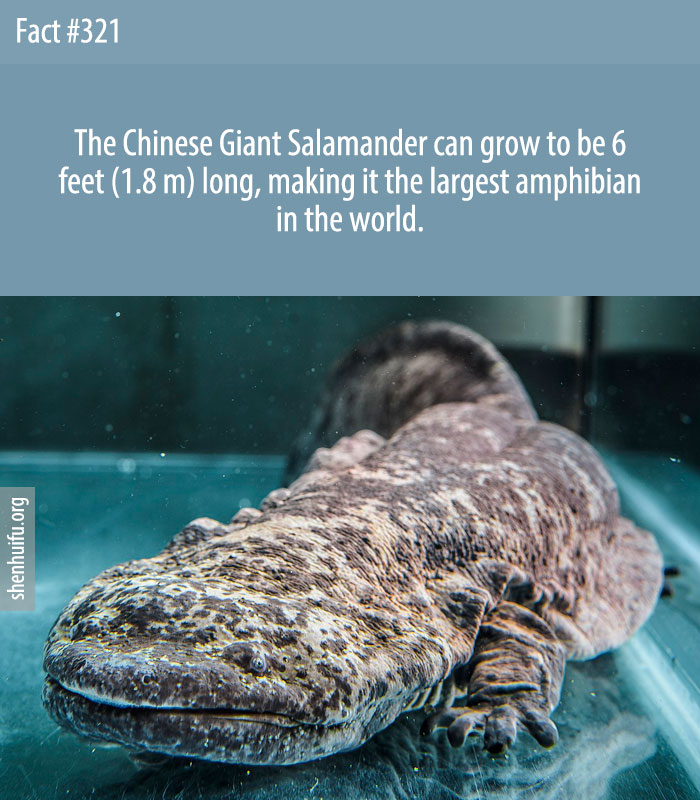 The Chinese Giant Salamander can grow to be 6 feet (1.8 m) long, making it the largest amphibian in the world.