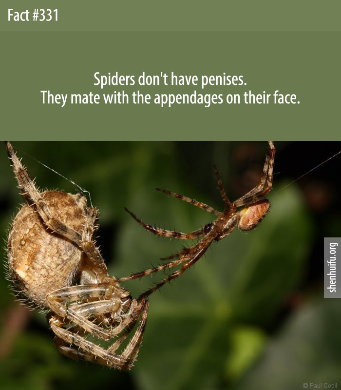 Spiders don't have penises. They mate with the appendages on their face.