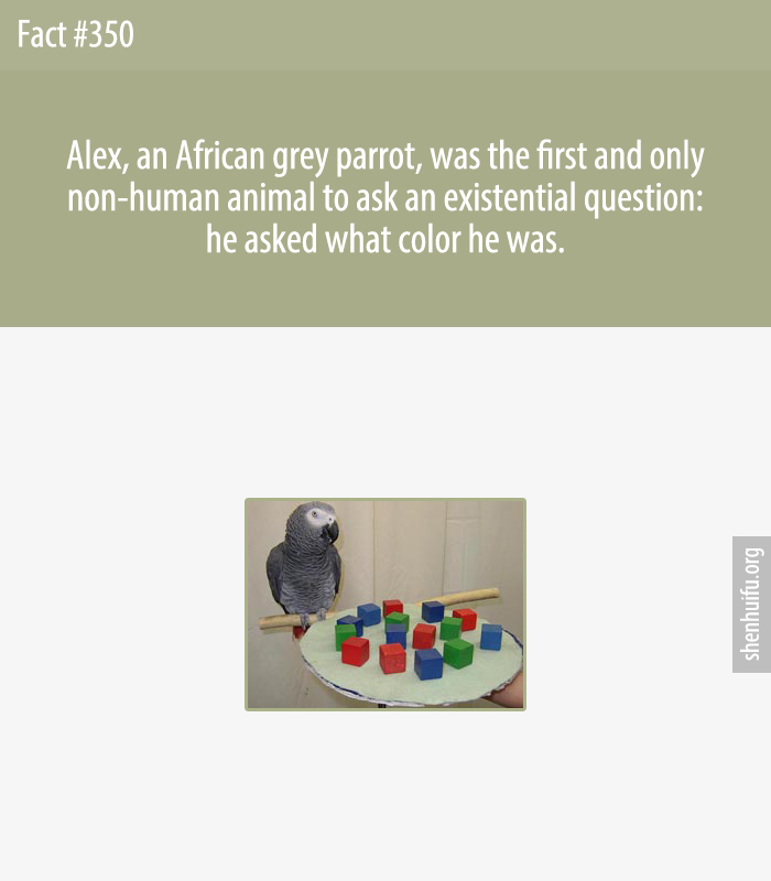 Alex, an African grey parrot, was the first and only non-human animal to ask an existential question: he asked what color he was.