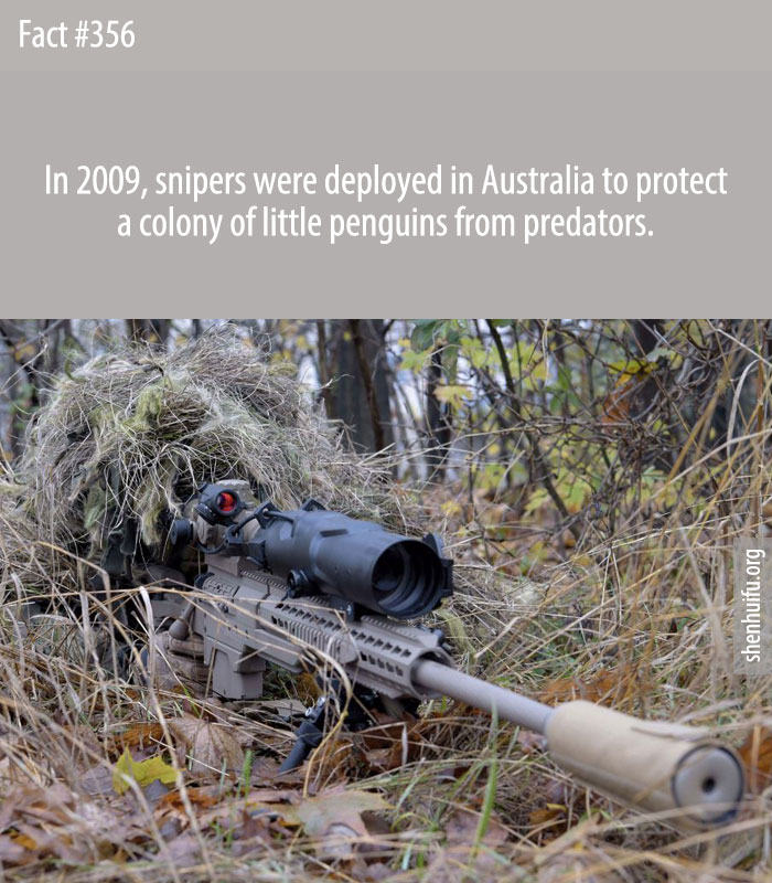 In 2009, snipers were deployed in Australia to protect a colony of little penguins from predators.