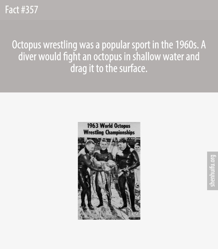 Octopus wrestling was a popular sport in the 1960s. A diver would fight an octopus in shallow water and drag it to the surface.