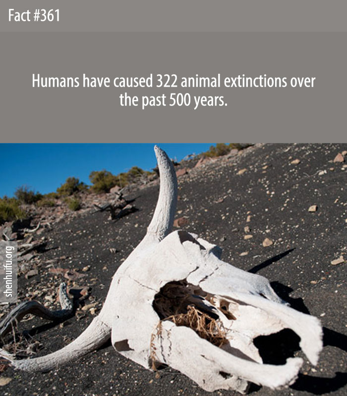 Humans have caused 322 animal extinctions over the past 500 years.