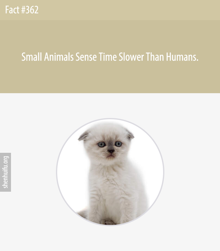 Small Animals Sense Time Slower Than Humans.