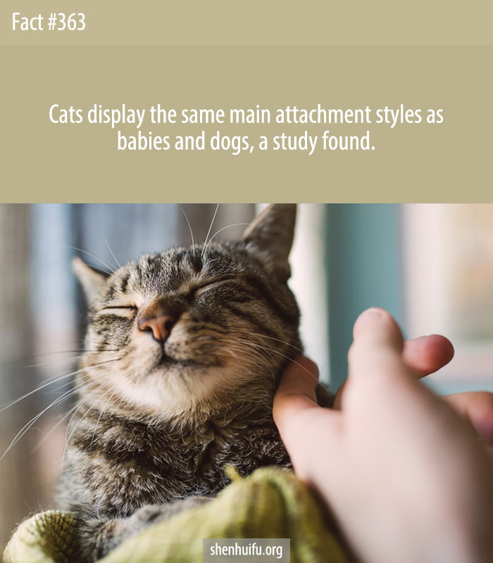 Cats display the same main attachment styles as babies and dogs, a study found.