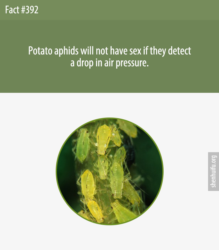 Potato aphids will not have sex if they detect a drop in air pressure.
