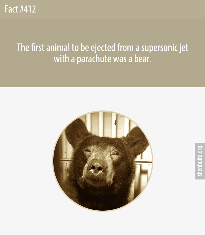 The first animal to be ejected from a supersonic jet with a parachute was a bear.