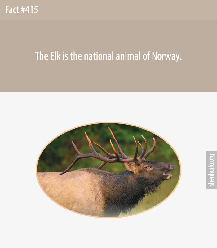 The Elk is the national animal of Norway.