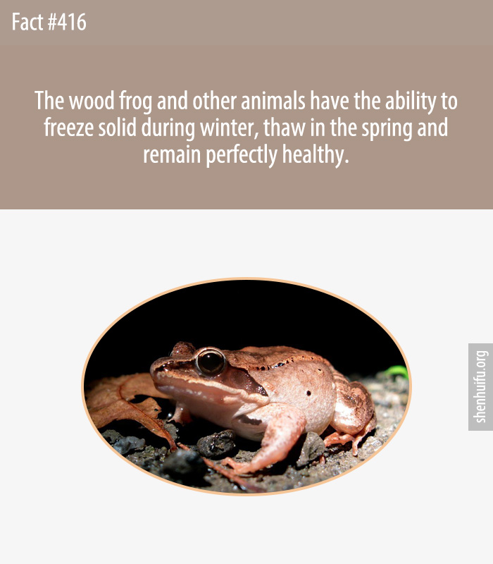 The wood frog and other animals have the ability to freeze solid during winter, thaw in the spring and remain perfectly healthy.