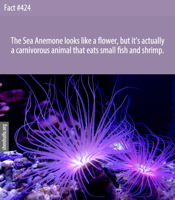 The Sea Anemone looks like a flower, but it's actually a carnivorous animal that eats small fish and shrimp.