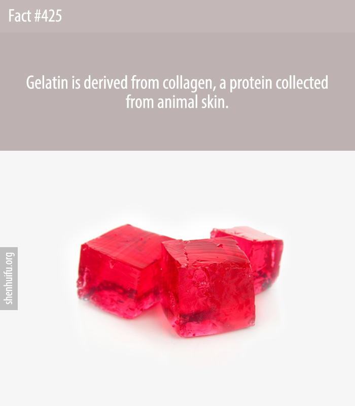 Gelatin is derived from collagen, a protein collected from animal skin.