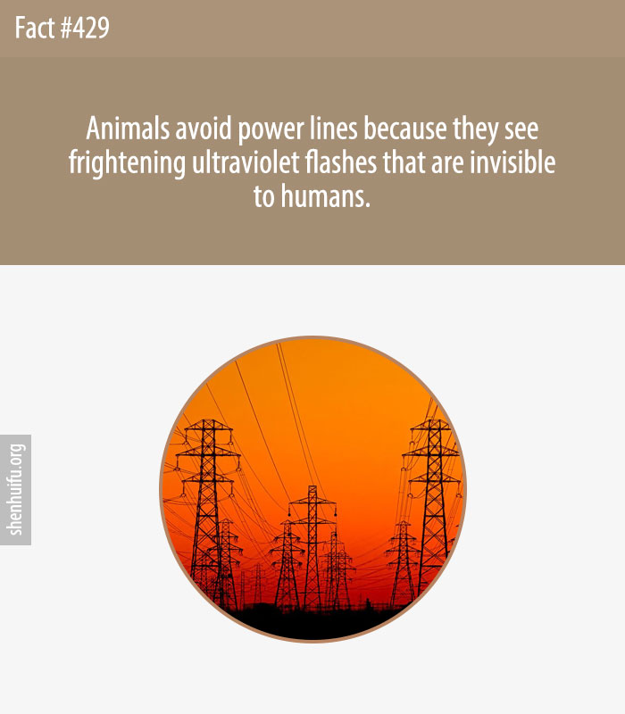 Animals avoid power lines because they see frightening ultraviolet flashes that are invisible to humans.
