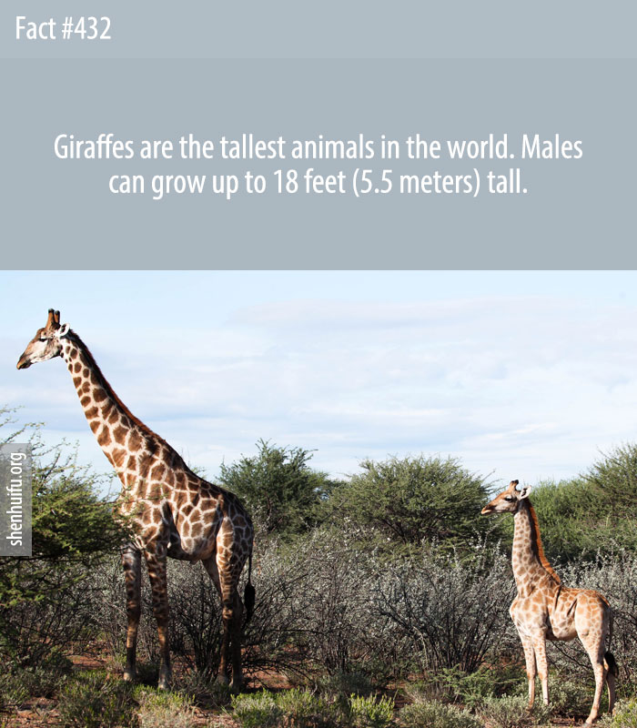 Giraffes are the tallest animals in the world. Males can grow up to 18 feet (5.5 meters) tall.