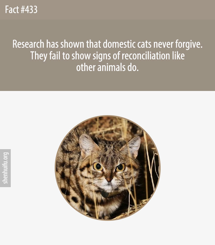 Research has shown that domestic cats never forgive. They fail to show signs of reconciliation like other animals do.