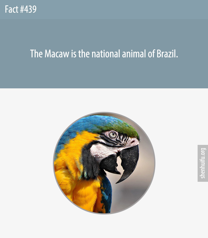 The Macaw is the national animal of Brazil.