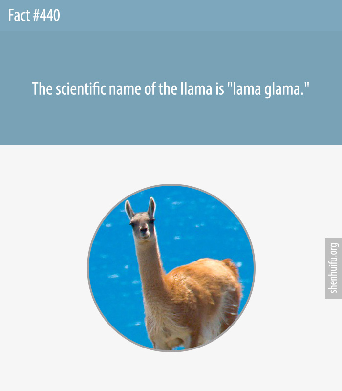 The scientific name of the llama is 'lama glama.'