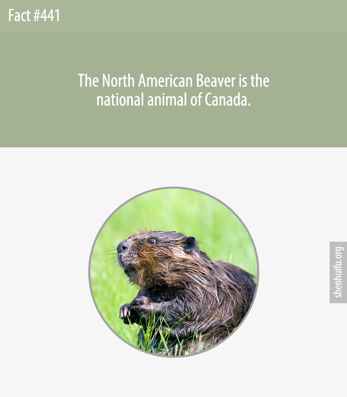 The North American Beaver is the national animal of Canada.