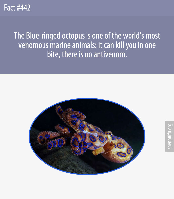 The Blue-ringed octopus is one of the world's most venomous marine animals: it can kill you in one bite, there is no antivenom.