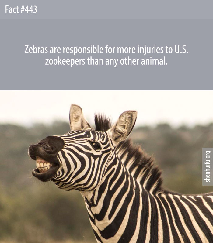 Zebras are responsible for more injuries to U.S. zookeepers than any other animal.
