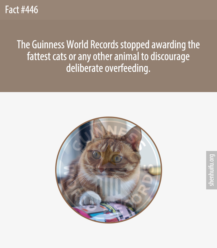 The Guinness World Records stopped awarding the fattest cats or any other animal to discourage deliberate overfeeding.