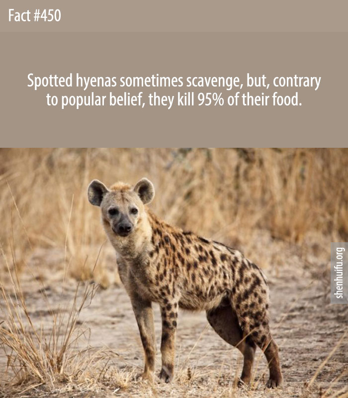Spotted hyenas sometimes scavenge, but, contrary to popular belief, they kill 95% of their food.